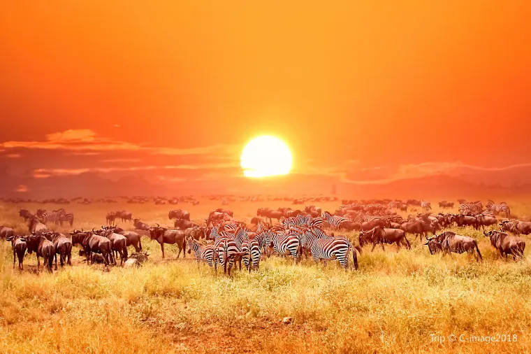 Serengeti, Tanzania - 10 Best Honeymoon Destinations in Africa